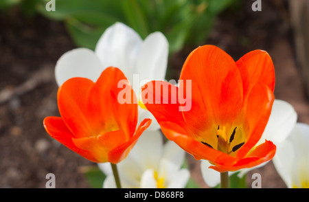 Tulipes dans le jardin clos au Hall dans le Northumberland Gibside Banque D'Images