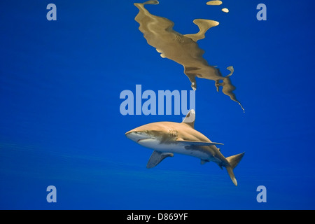Requin océanique, Carcharhinus longimanus, menacée, spcecies côte de Kona, Big Island, Hawaii, USA, l'Océan Pacifique Banque D'Images