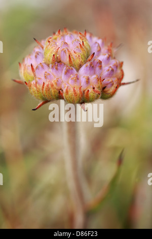 Macro image de fynbos sud-africain en fleur Betty's Bay, Western Cape, Afrique du Sud Banque D'Images