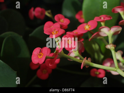 Fourmi soldat percher sur un pétale de fleur Banque D'Images