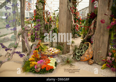 Londres, Royaume-Uni. 20 mai, 2013. L'Association écossaise de sociétés d'arrangement de fleur tiens à la RHS Chelsea Flower Show, médaille d'or. Credit : Malcolm Park/Alamy Live News Banque D'Images