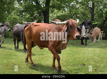 Bovins Watusi et Brahman dans un champ. Banque D'Images