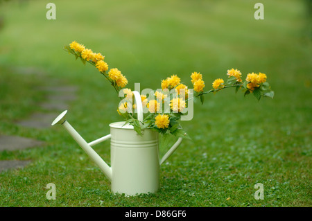 Vexille japonica 'Pleniflora' dans arrosoir Banque D'Images