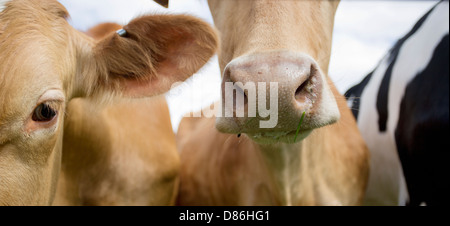 Libre d'un jeune veau vaches / nez, montrant des gouttelettes d'eau l'accent tombe sur le nez. tomber dans d'autres domaines F4 Banque D'Images