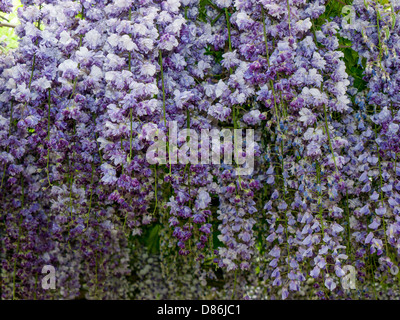 Dans les jardins de glycine pivoine près de Soriano nel Cimirio, Latium, Ombrie, Italie Banque D'Images