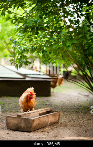 La consommation de poulet Rhode Island Red de feeder Banque D'Images