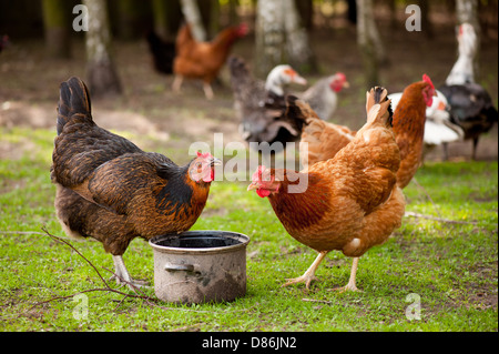 Les poules Rhode Island Red l'eau potable Banque D'Images