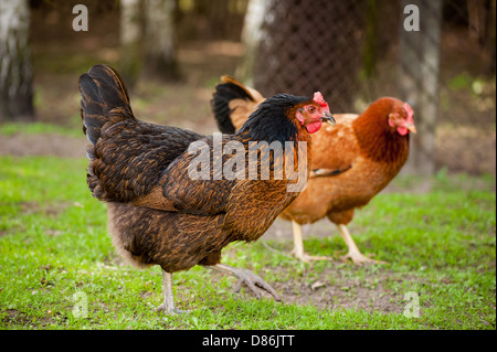 Noir marron poules Rhode Island Red walking Banque D'Images