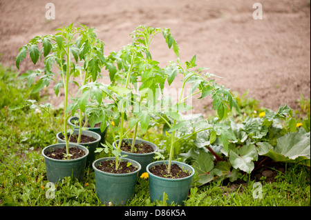 Les jeunes plants de tomates en pots en plastique Banque D'Images