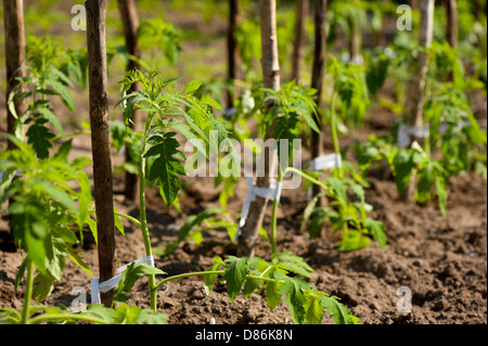 Des plantules de tomate fraîche ligne planté Banque D'Images