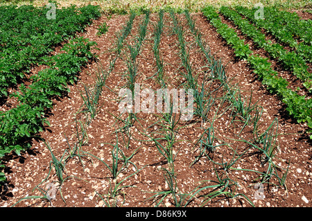 Lignes d'oignons verts les germes et autres légumes plantés dans un champ. Banque D'Images