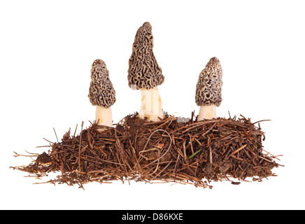 Trois morilles gris et le substrat isolated on white Banque D'Images