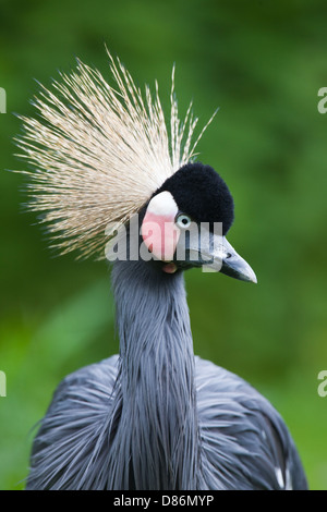 Noir africain à col noir ou de l'Afrique de l'Ouest, ou des grues couronnées (Balearica pavonina pavonina). Banque D'Images