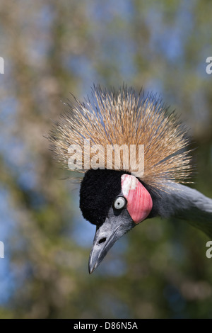 Noir africain à col noir ou de l'Afrique de l'Ouest, ou des grues couronnées (Balearica pavonina pavonina). 'Agression' de faible intensité. Banque D'Images