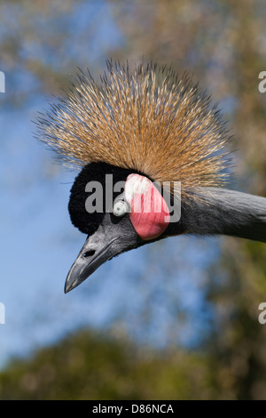 Noir africain à col noir ou de l'Afrique de l'Ouest, ou des grues couronnées (Balearica pavonina pavonina). Banque D'Images