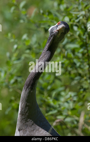 Ou eurasienne Grue cendrée (Grus grus). Tourner à la ronde au-dessus de sa tête vers le ciel, raptor watch ? Banque D'Images