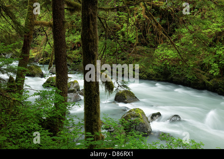 Rocher rivière qui traverse les forêts anciennes, Boulder River Wilderness, mont Baker-Snoqualmie National Forest, Washington Banque D'Images