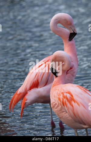 Les flamants du Chili (Phoenicopterus chilensis). Se lissant les plumes du cou. Banque D'Images