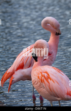 Les flamants du Chili (Phoenicopterus chilensis). Lissage des plumes du cou paire. Banque D'Images