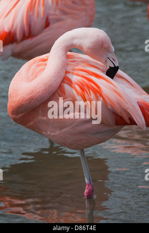 Les flamants du Chili (Phoenicopterus chilensis). Au lissage de plumage, debout ou en appui sur une jambe en eau peu profonde. Banque D'Images