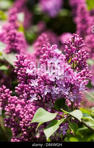 Syringa vulgaris dans le jardin. Fleurs lilas. Banque D'Images