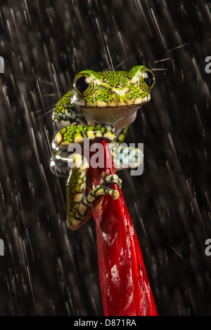 Peacock Tree Frog on plant Banque D'Images