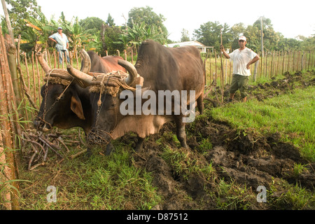 La vie rurale à Cuba. L'agriculture à Cuba est surtout réalisée sans aucune machinerie. Le bétail et les chevaux sont des aides. Banque D'Images