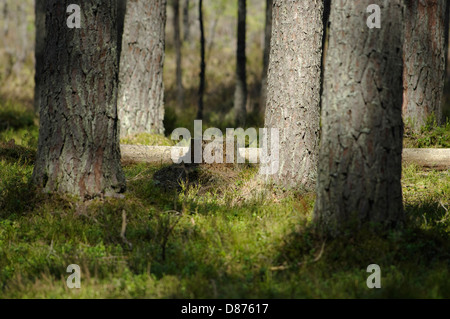 Forêt de pins dans Selli-Sillaotsa Alam-Pedja, sentier de randonnée de la réserve naturelle, l'Estonie Banque D'Images