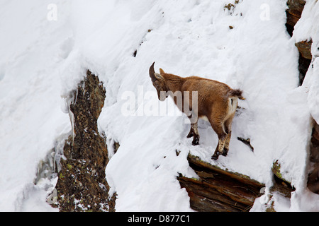Bouquetin des Alpes (Capra ibex) femmes à la recherche de nourriture en rock face à la montagne en hiver dans les Alpes Banque D'Images