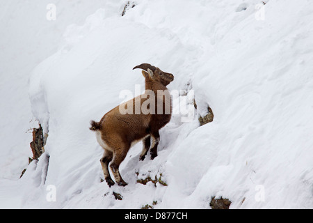 Bouquetin des Alpes (Capra ibex) femmes à la recherche de nourriture sur la pente de la montagne en hiver dans les Alpes Banque D'Images
