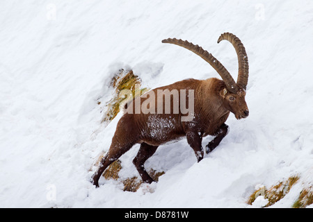 Bouquetin des Alpes (Capra ibex) buck avec de grandes cornes à la recherche de nourriture sur la pente de montagne dans la neige en hiver dans les Alpes Banque D'Images