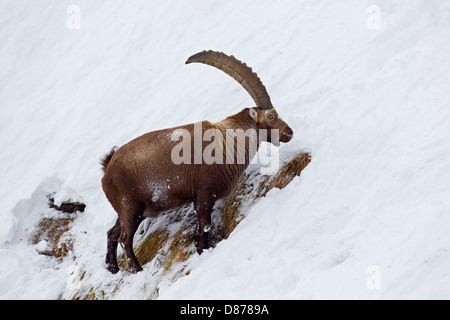 Bouquetin des Alpes (Capra ibex) buck avec de grandes cornes mange de l'herbe sur la pente de montagne dans la neige en hiver dans les Alpes Banque D'Images