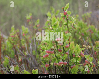 Bush de bleuets au printemps / Vaccinium myrtillus / Heidelbeerstrauch im Frühling Banque D'Images