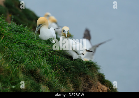 Deux fous de bassan (Morus bassanus, Sula bassana) recueillir l'herbe pour la construction du nid au sommet d'une falaise. Banque D'Images