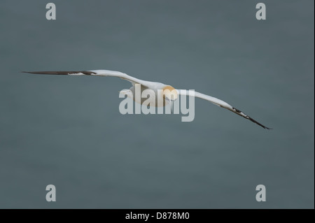 Un oiseau de la sauvage le fou de bassan (Morus bassanus) planeur planer au-dessus de l'océan de la mer du Nord avec les ailes étendues. Banque D'Images