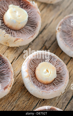 Gros plan macro de matières les champignons plats tourner en studio Banque D'Images