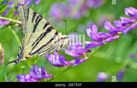 Swallowtail Butterfly tirez dans le printemps ! Banque D'Images