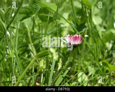 Daisy, Daisy commune, pelouse, Daisy Daisy / anglais / Gänseblümchen Bellis perennis Banque D'Images