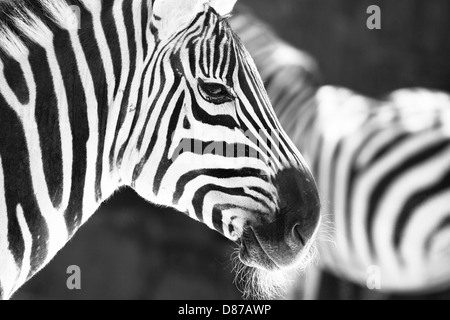 Photo - monochrome zebra tête détail au zoo Banque D'Images