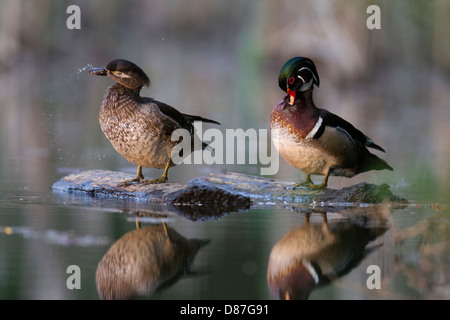 Une paire de canards branchus (Aix sponsa) debout sur un journal. Banque D'Images