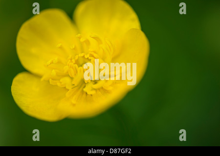 Fleurs sauvages JAUNE BOUTON D'OR Banque D'Images