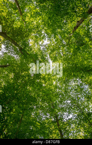 À la cime des arbres jusqu'à dans la forêt Banque D'Images