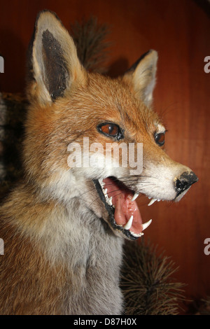 La taxidermie Renard roux Vulpes vulpes Banque D'Images