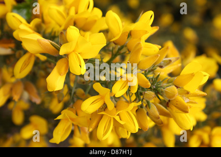 L'ajonc Ulex europaeus fleurs commun Banque D'Images