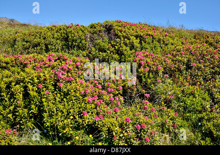 Fleur Rhododendron ferrugineum Alpenrose () près de col du du Petit-Saint-Bernard (Petit St Bernard Pass) en France. Banque D'Images