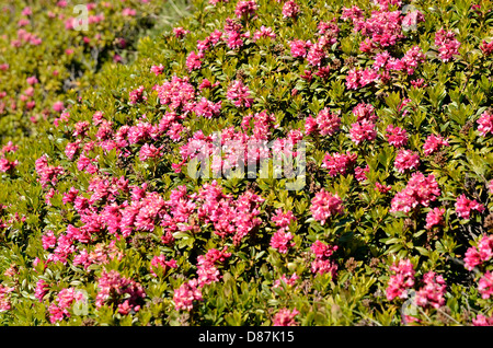 Fleur Rhododendron ferrugineum Alpenrose () près de col du du Petit-Saint-Bernard (Petit St Bernard Pass) en France. Banque D'Images