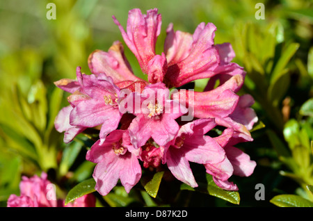 Libre Alpenrose (Rhododendron ferrugineum) fleur près du Col du du Petit-Saint-Bernard (Petit St Bernard Pass) en France. Banque D'Images