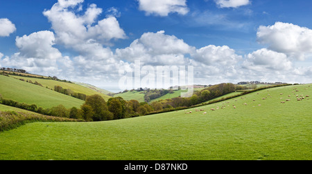 Campagne du Devon view avec la mer en arrière-plan, England, UK Banque D'Images