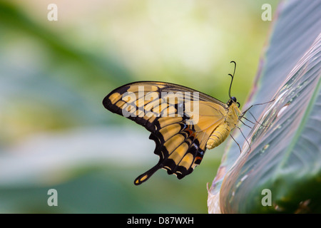 Au butterfly papillon spectacle au Franklin Park Conservatory à Columbus en Ohio Banque D'Images