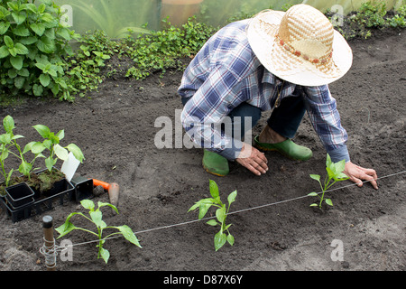 La plantation des semis de femmes Famr poivre dans son jardin Banque D'Images